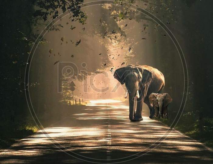 A baby elephant is walking with his Mother or Father in the middle of the road
