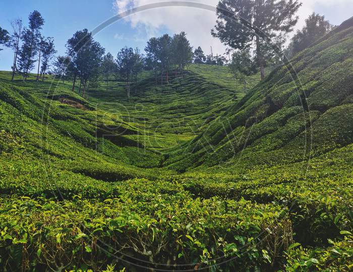 Beautiful Scenery Of Hilly Tea Estate (Tea Plantations) In Munnar Hill Station, Kerala, India. Green All Over With Trees And Sky On The Background.