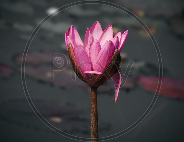 PINK LOTUS ON THE SURFACE OF A LAKE