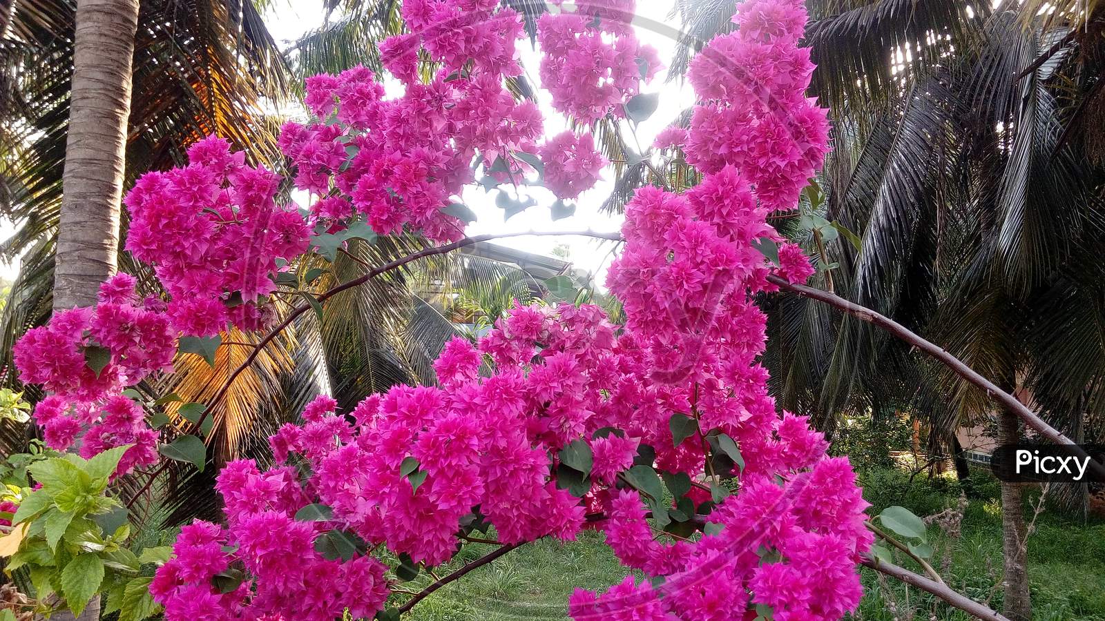 Pink color show flower