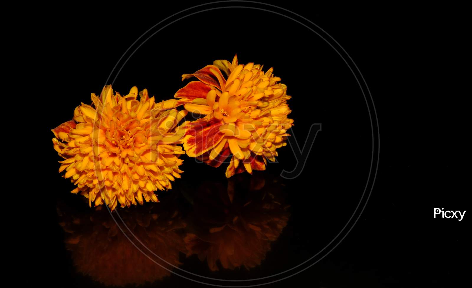 Orange Marigold flower or Tagetes Erecta on black background, Orange flower on black background,reflection of the flower.