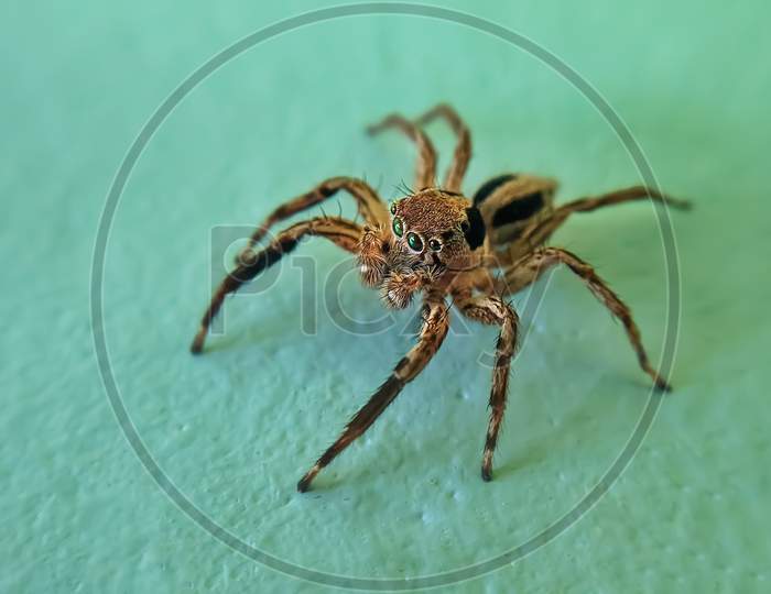Cute Little Spider,Close Shot,Extreme Micro.