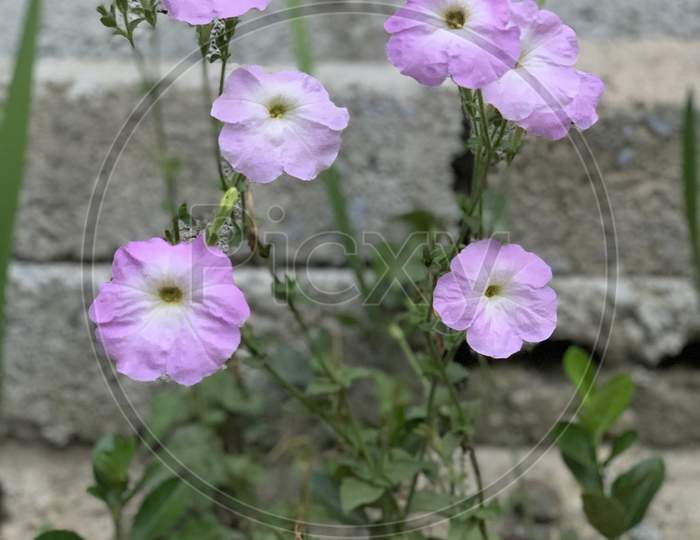 White And Purple Flowers Grow Near The Brick Wall