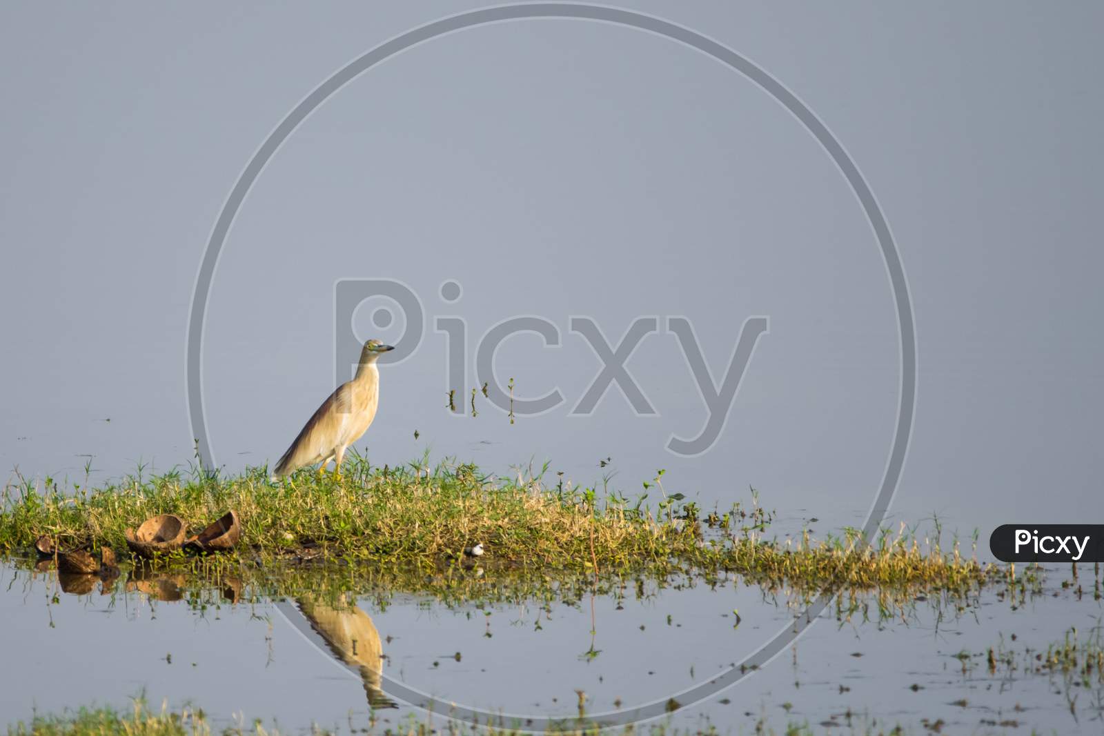 Indian Pond Heron (Ardeola Grayii) Captured Near A Lake Along With Its Own Reflection