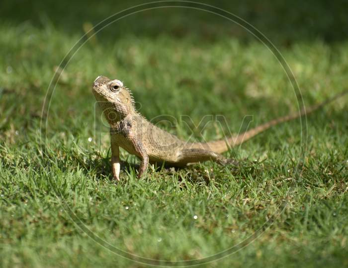 A Beautiful Closeup Photograph Of A Lizard.