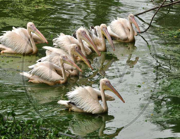 A Group Of Rosy Pelican Try To Catch Fish In Enclosure At Assam State Zoo Cum Botanical Garden In Guwahati On Wednesday 10 June 2020.