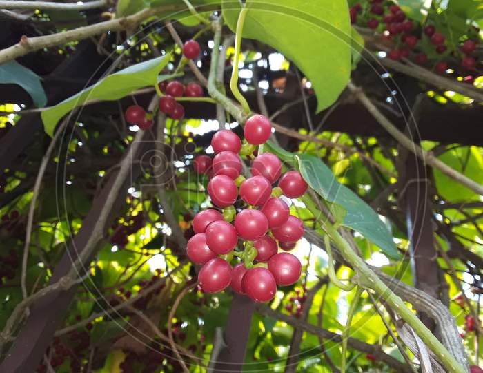 Very beautiful Indian Giloy Red Fruits