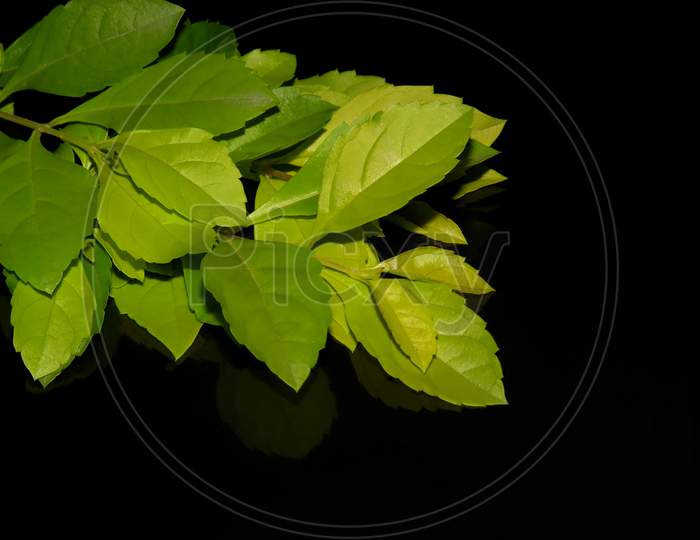 Green leaves on black background,yellowish leaves on black.