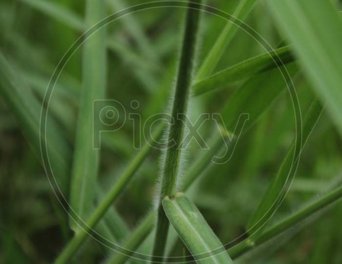 Closeup grass photo background