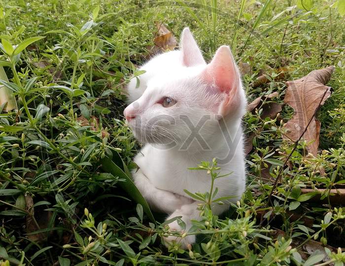 Cat on grassland