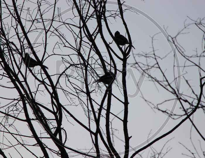 Bird on the branch