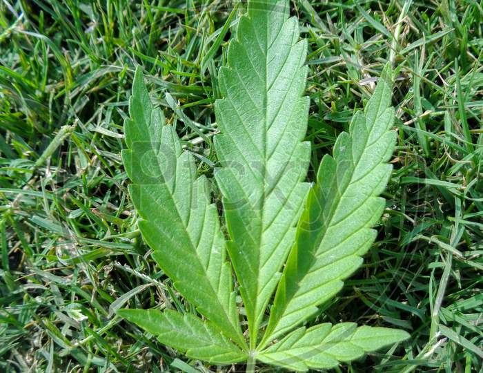 Medical Marijuana Leaf On Green Grass Background