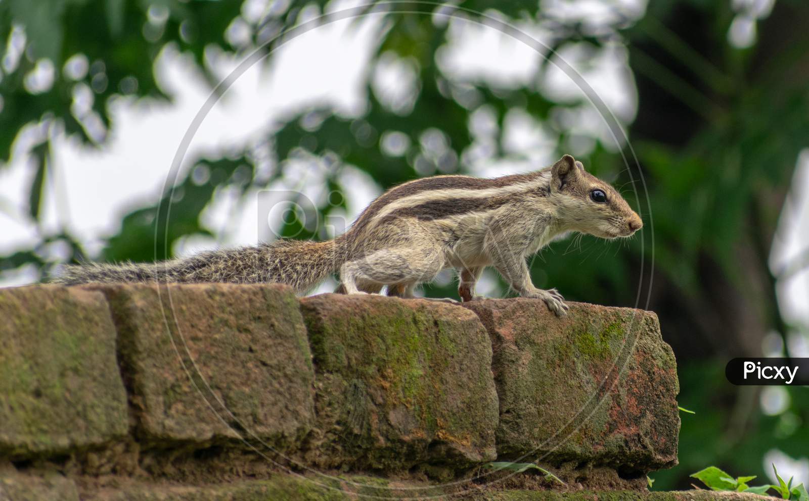 SQUIRREL SITTING AT THE TOP OF A WALL