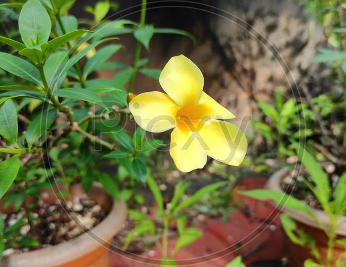 Yellow flower with plant
