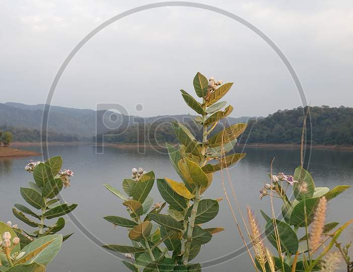 Plant near Plant near Reservoir or Revere at Vazhani Dam Reservoir In Kerala, India.