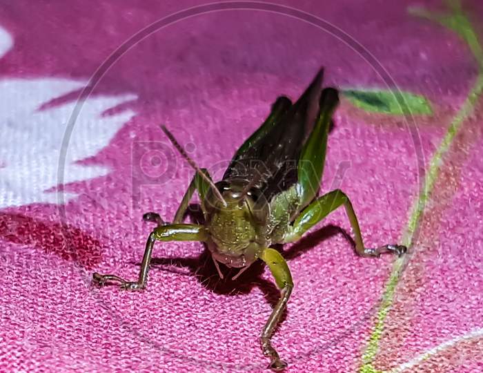 A Locust Is Sitting Under The Light On A Colorful Cloth.