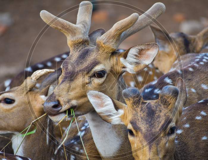 CHEETAL DEERS EATING GRASS IN A PARK WITH OTHERS