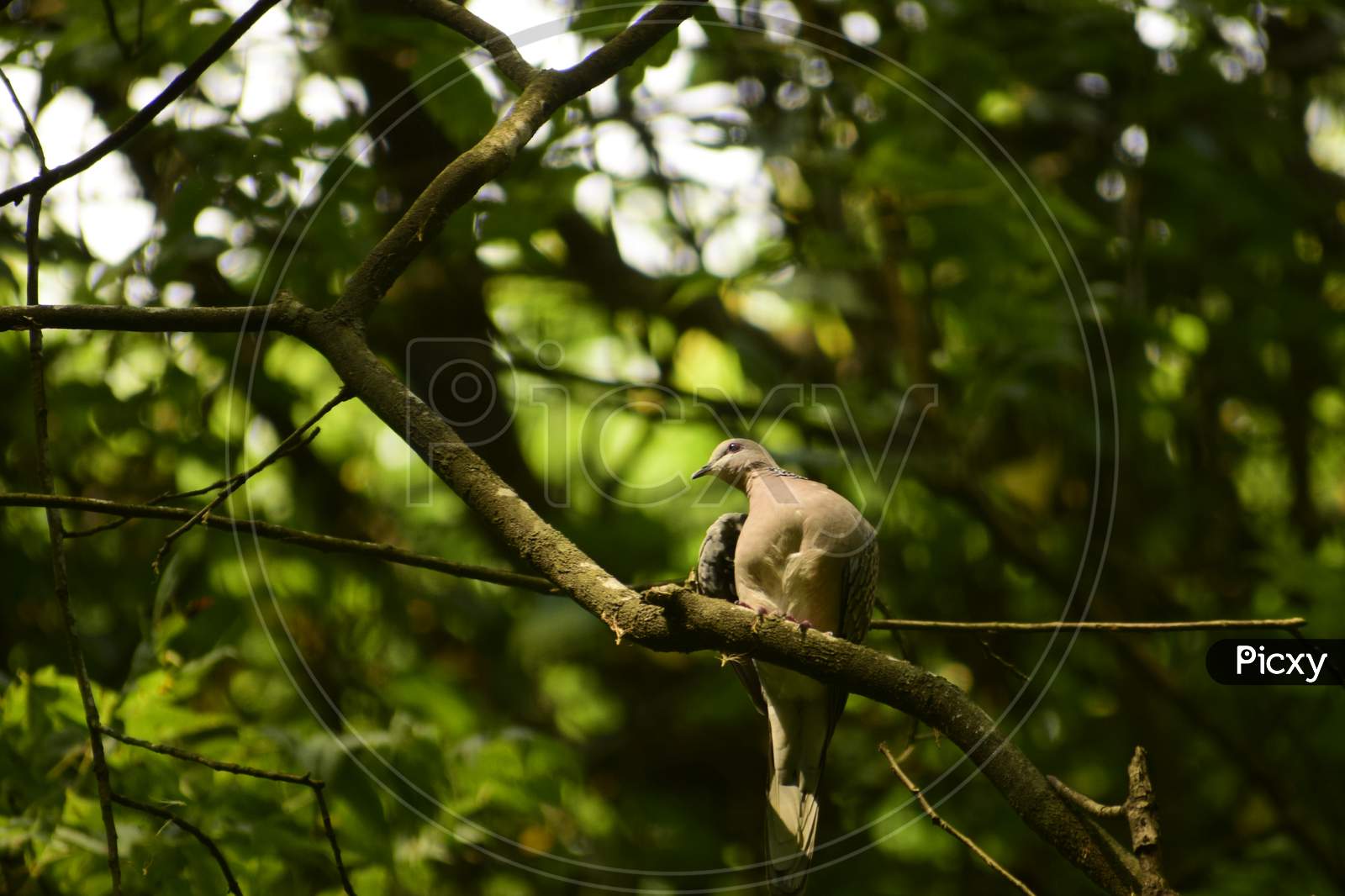 Sopotted Dove Bird Relaxing On Tree Branch.