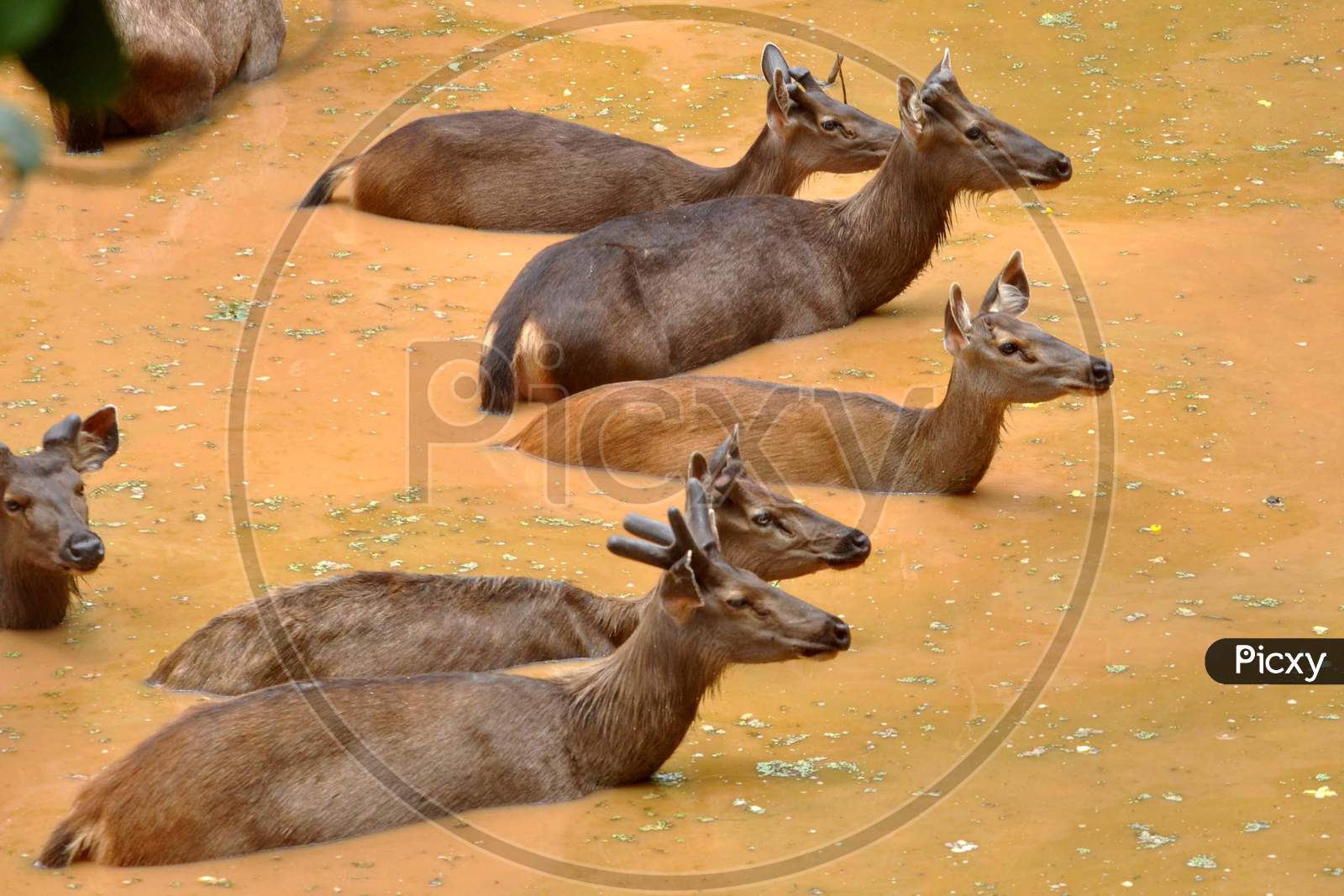 Sambar Deer Cool Themselves In A Pond At Assam State Zoo Cum Botanical Garden, On A Hot Summer Day In Guwahati, Wednesday, June 10, 2020.