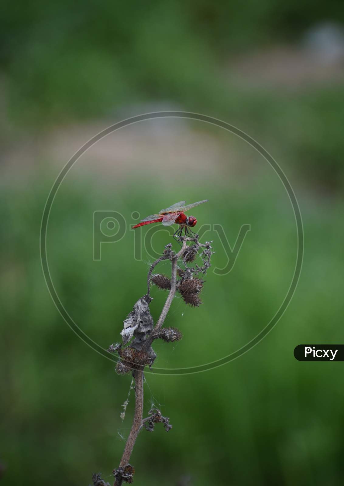 A red Dragonfly on the dry Branch of plant with blur background