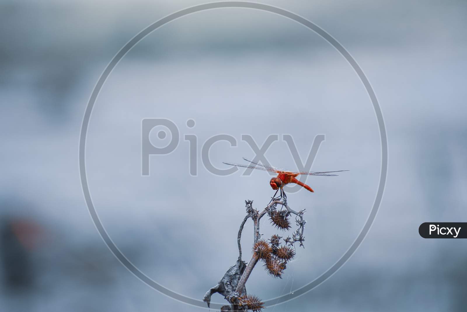 A red dragonfly on the dry Branch of plant with blur background