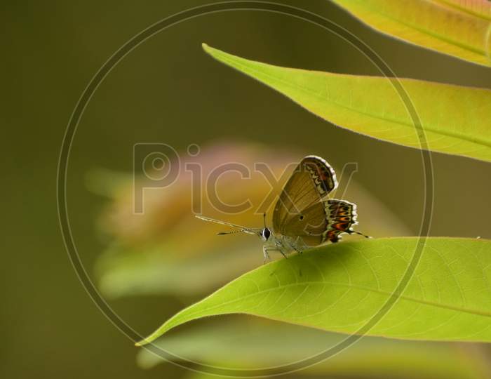 Cool Photo Of Heliophorus Sena Butterfly Resting On Leaf