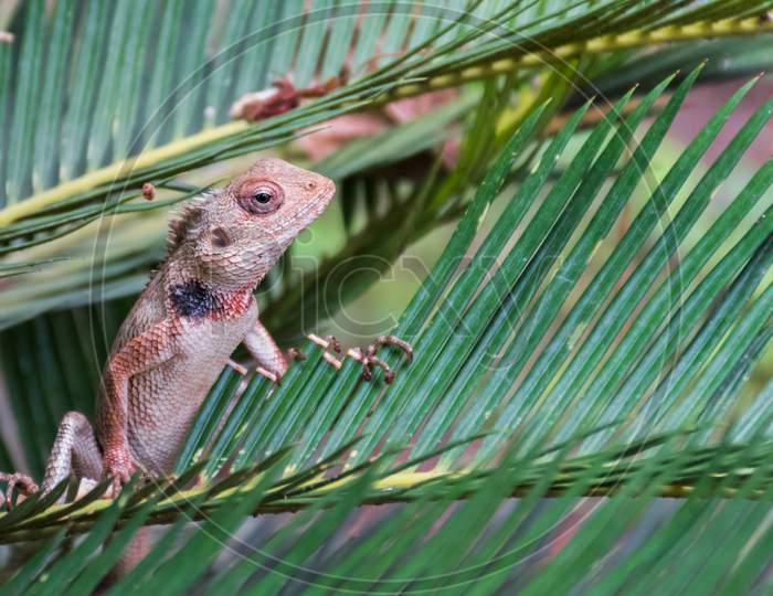 Oriental Garden Lizard (Calotes Versicolor) Staring Out From A Branch