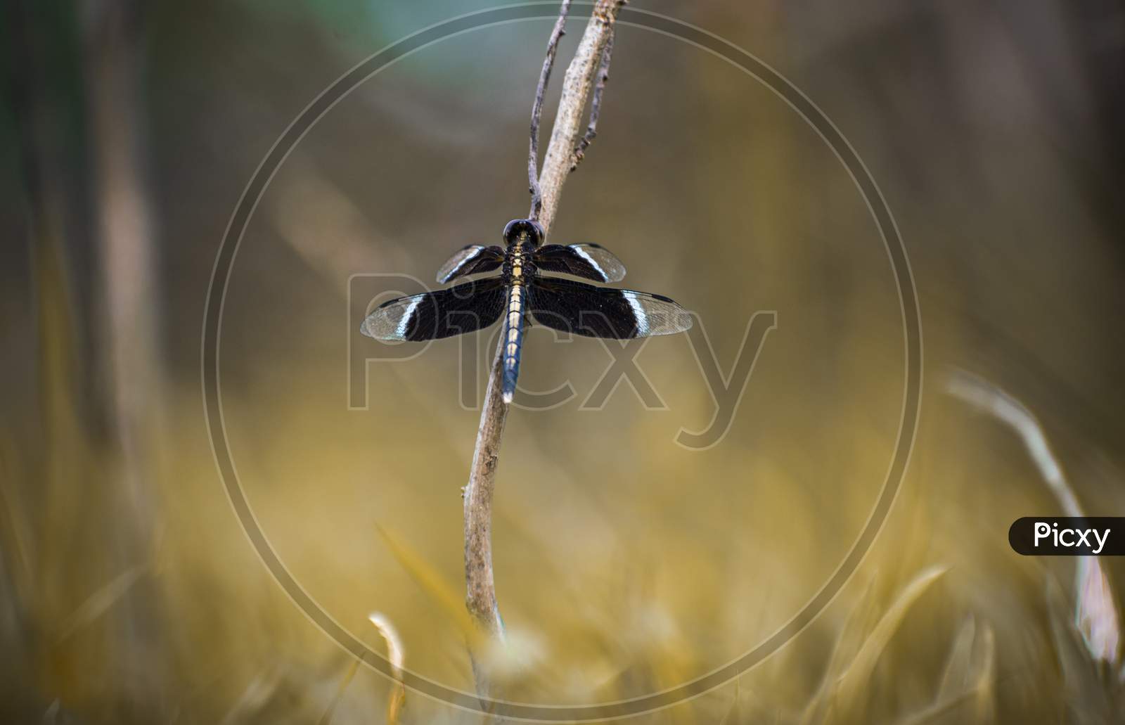 PIED PADDY SKIMMER SITTING ON A DRY TWIG