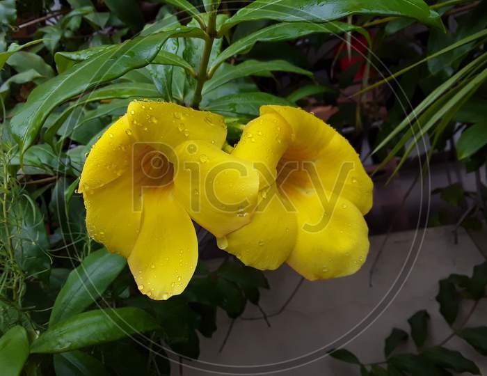 Beautiful garden yellows  flowers