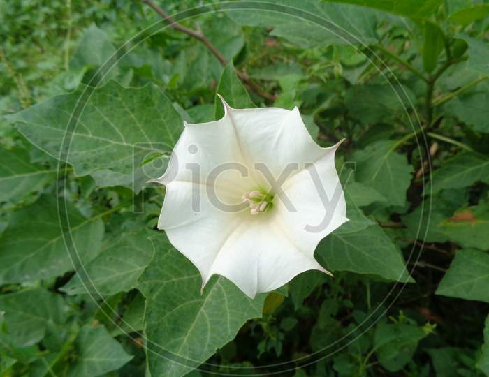 Stramonium flower also known as Datura very toxic white flower