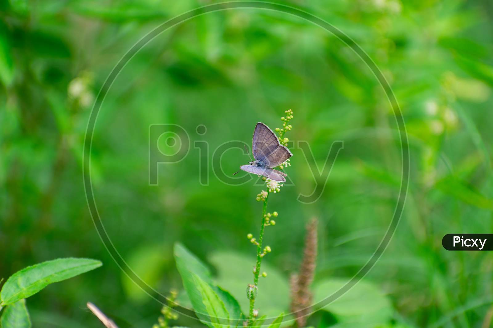 COMMON INDIAN BLUISH GREY TINY BUTTERFLY SITTING ON GRASS