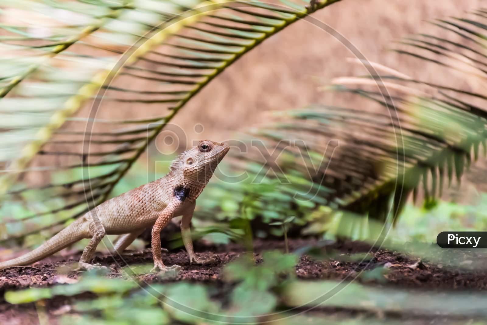 Oriental Garden Lizard (Calotes Versicolor) Crawling In The Garden