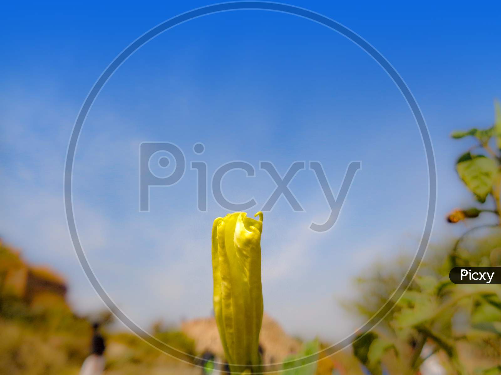Close-Up Of Blooming Yellow Flower In Garden Bokeh Background