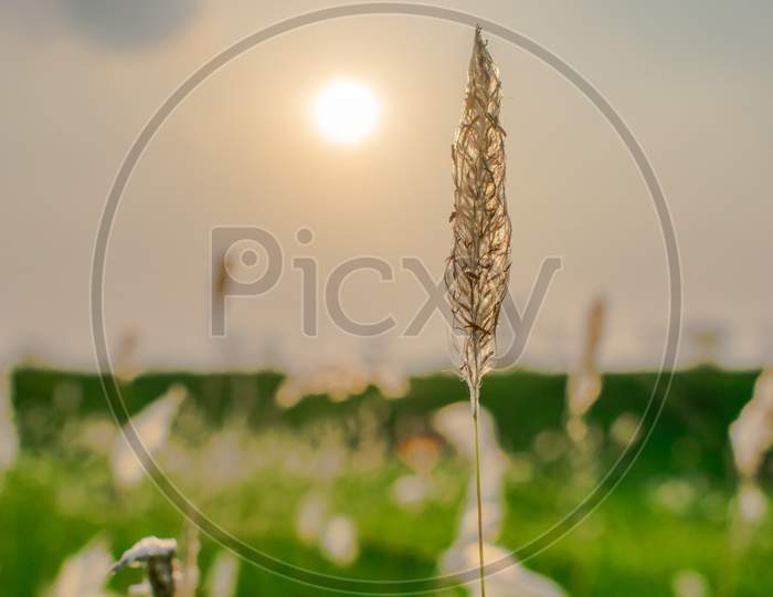 CLOSE UP OF A GRASS WHILE KEEPING THE SUN IN THE BACKGROUND
