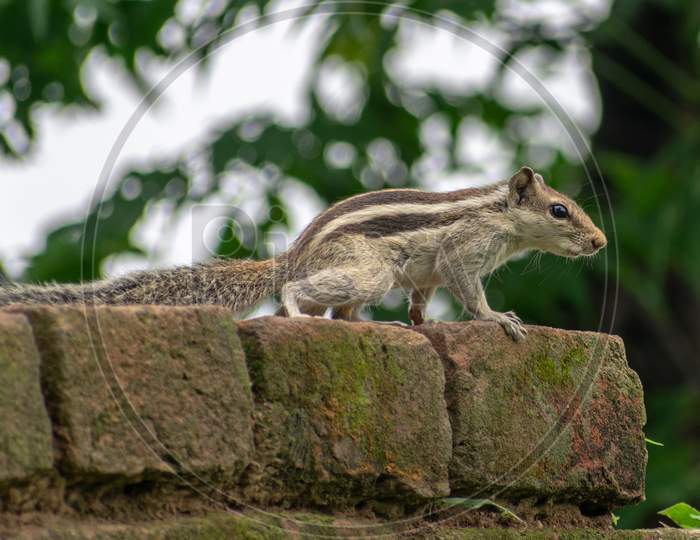 SQUIRREL SITTING AT THE TOP OF A WALL