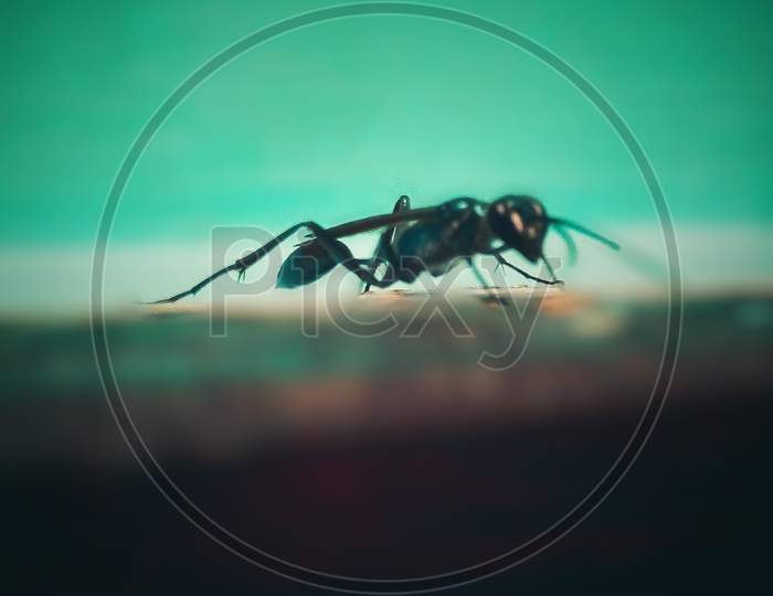 Insect ant flying bug