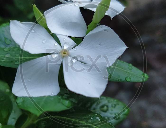 Little water drops on beautiful flower