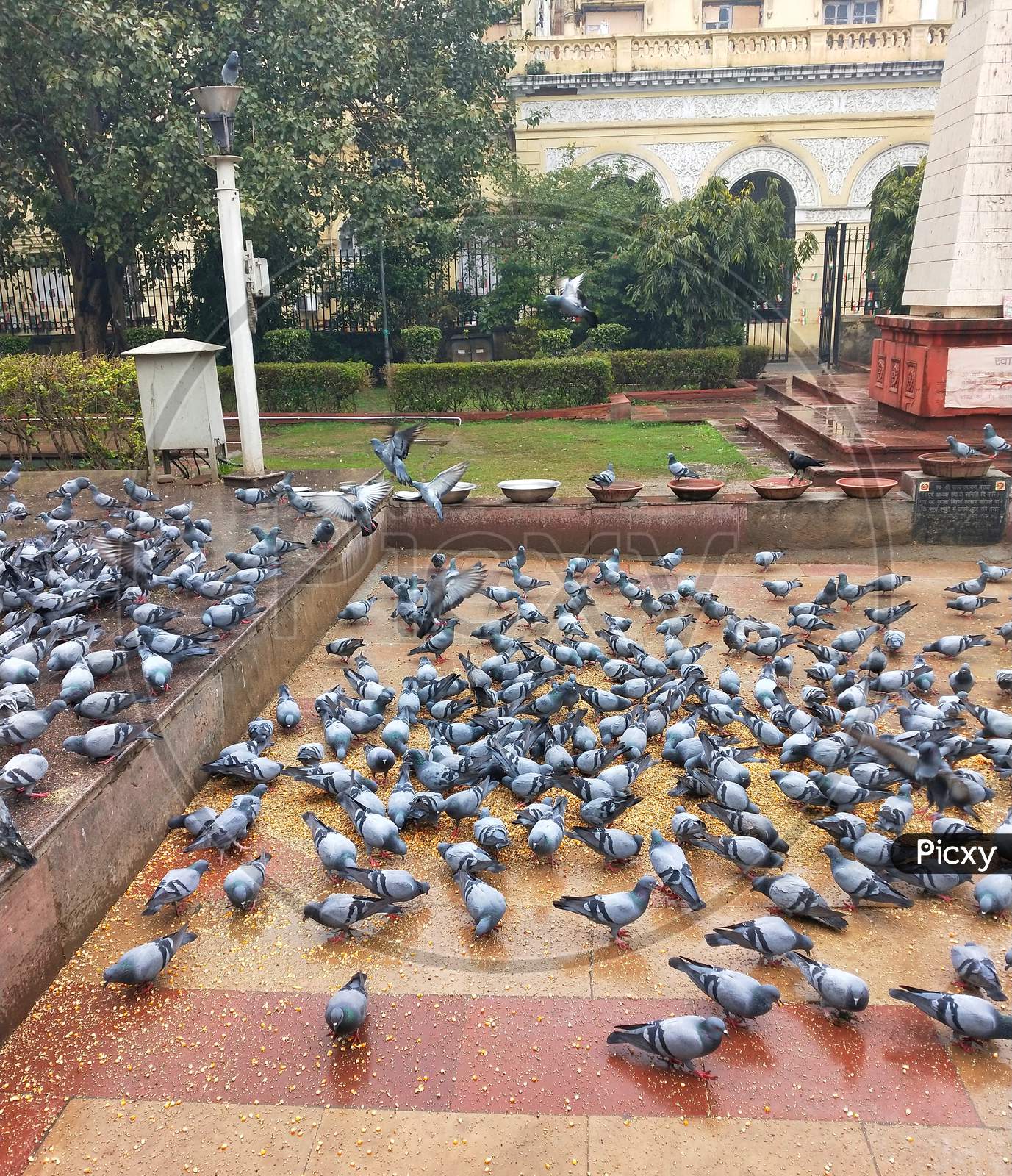 Pigeons are biting the bait
