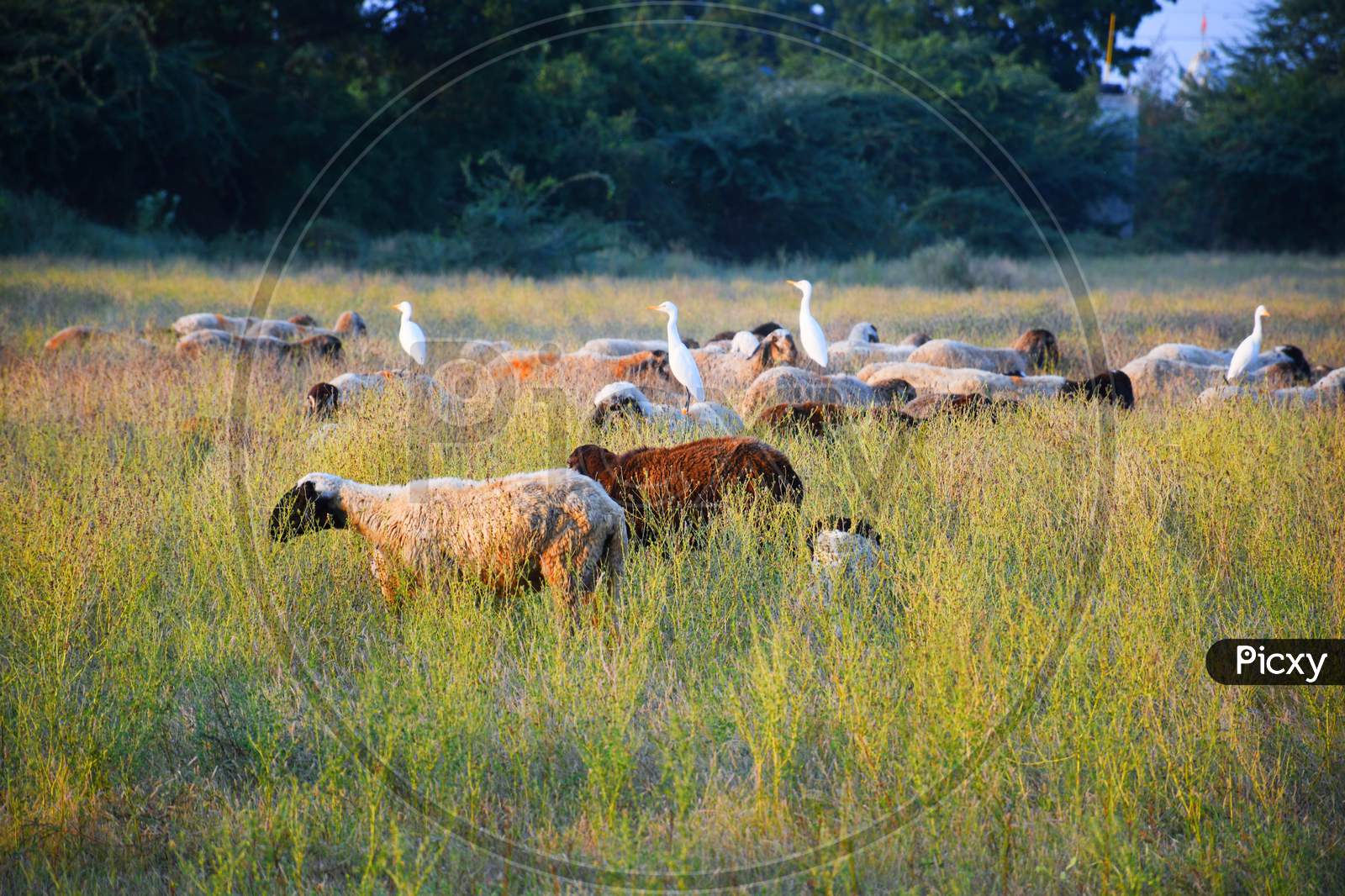 Bagula and Sheep in the farm at Morning, Kutch Gujarat, Indian Animals