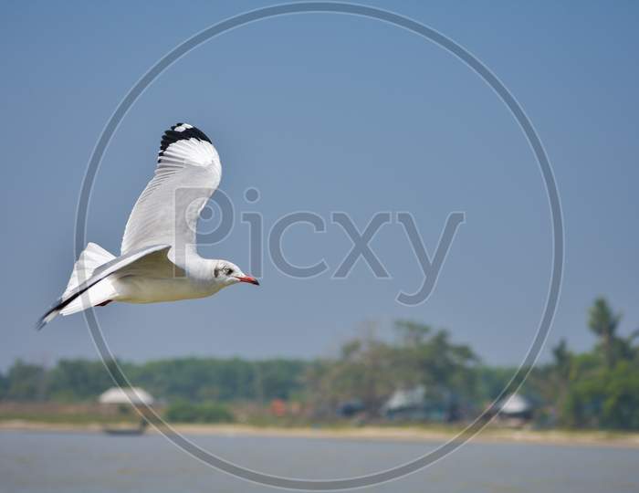 common gull flying over a lake with wide spread wings