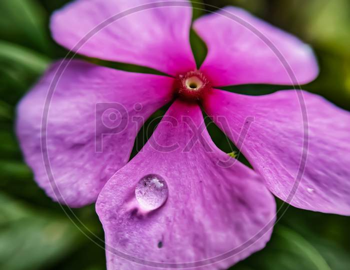 Pink Flower With Water Drops Isolated On Green Background,Micro Shot.