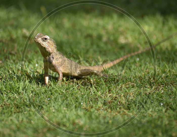 A Beautiful Closeup Photograph Of A Lizard.