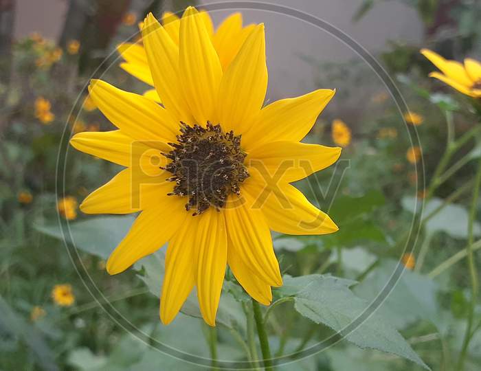 Helianthus niveus  is species of sunflower