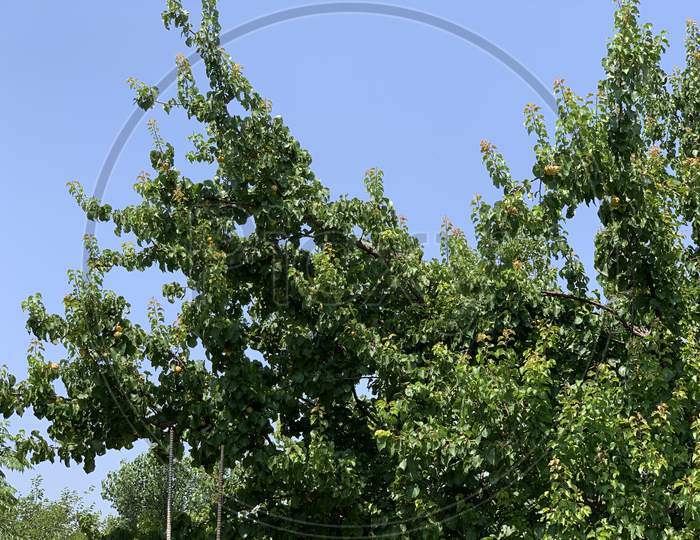Peach Tree With Fruits On The Branch