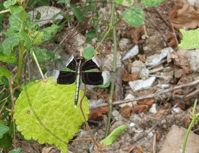Black and White Dragon fly in plant