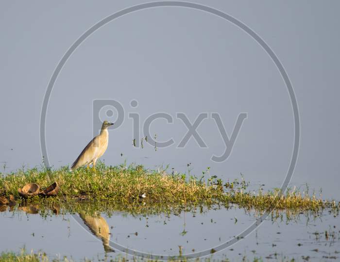 Indian Pond Heron (Ardeola Grayii) Captured Near A Lake Along With Its Own Reflection
