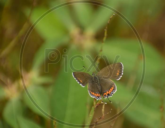 Photo Of Heliophorus Sena Butterfly Resting In Nature