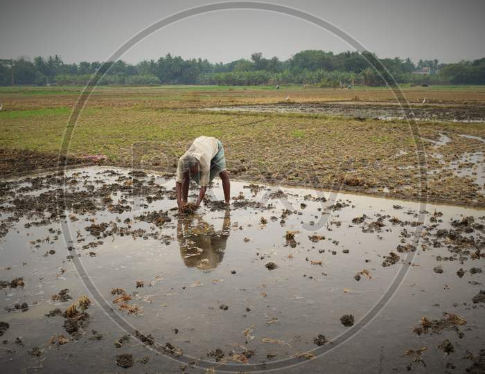 Rice Paddy Field In Village