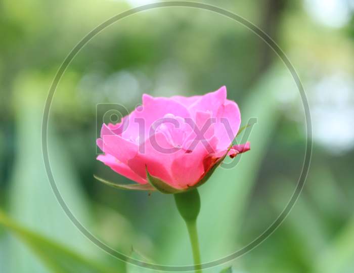 Natural flower background cover photo