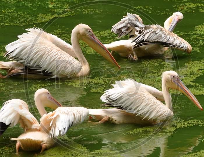 A Group Of Rosy Pelican Try To Catch Fish In Enclosure At Assam State Zoo Cum Botanical Garden In Guwahati On Wednesday 10 June 2020.